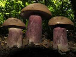 Imagem de Tylopilus plumbeoviolaceus (Snell & E. A. Dick) Snell & E. A. Dick 1941