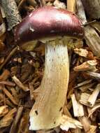 Image of Stropharia