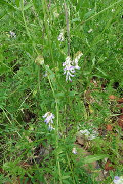 Imagem de Vicia biennis L.