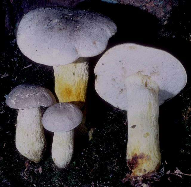 Слика од Retiboletus