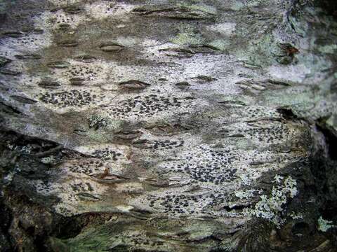 Image of dot lichen