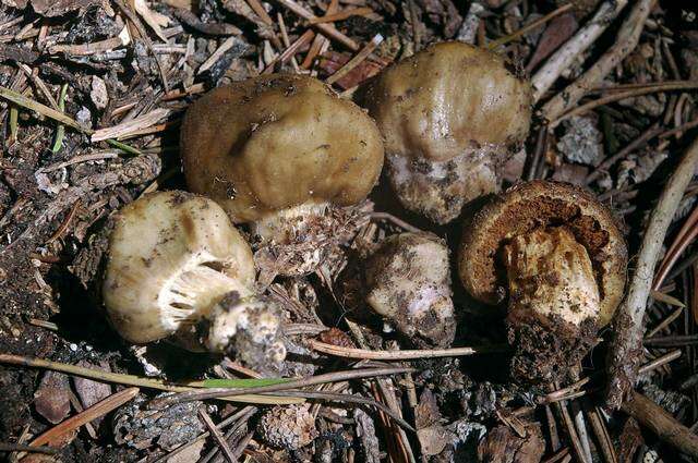 Image of Cortinarius pinguis (Zeller) Peintner & M. M. Moser 2002