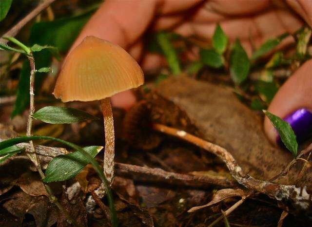 Image of Psilocybe subtropicalis Guzmán 1995