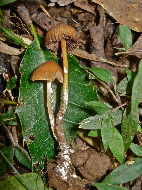 Plancia ëd Psilocybe subtropicalis Guzmán 1995