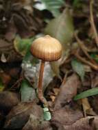 Image of Psilocybe subtropicalis Guzmán 1995