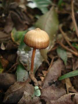 Plancia ëd Psilocybe subtropicalis Guzmán 1995