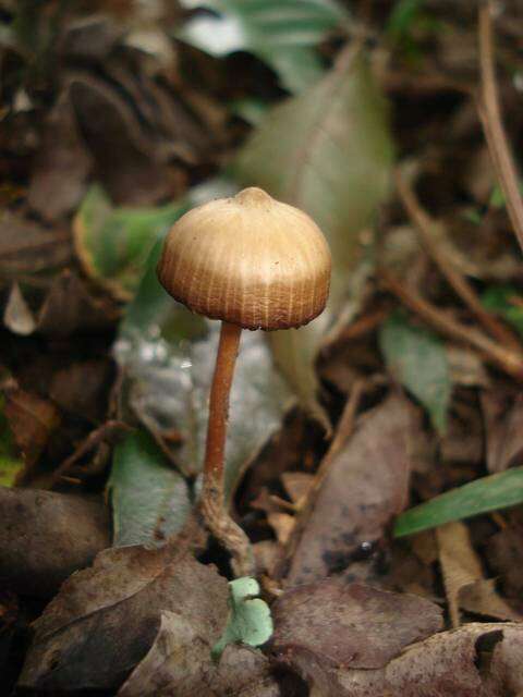 Image of Psilocybe subtropicalis Guzmán 1995