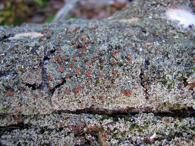 Image of cup lichen