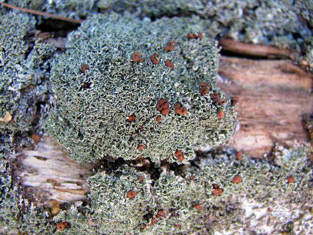 Image of cup lichen