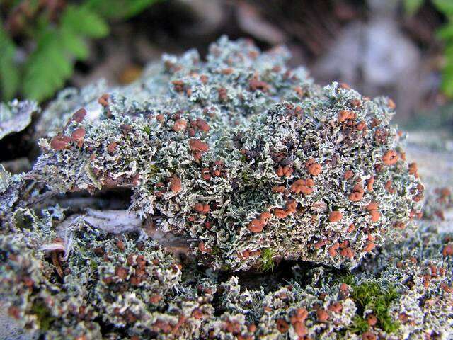 Image of cup lichen