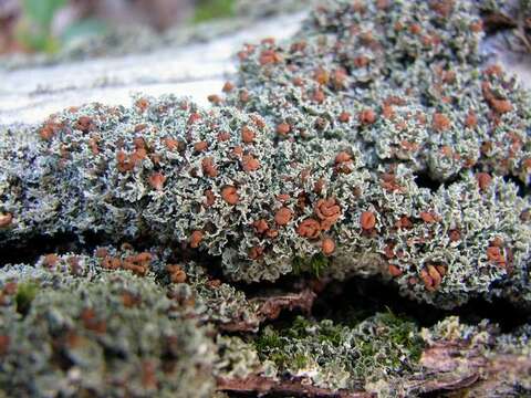 Image of cup lichen