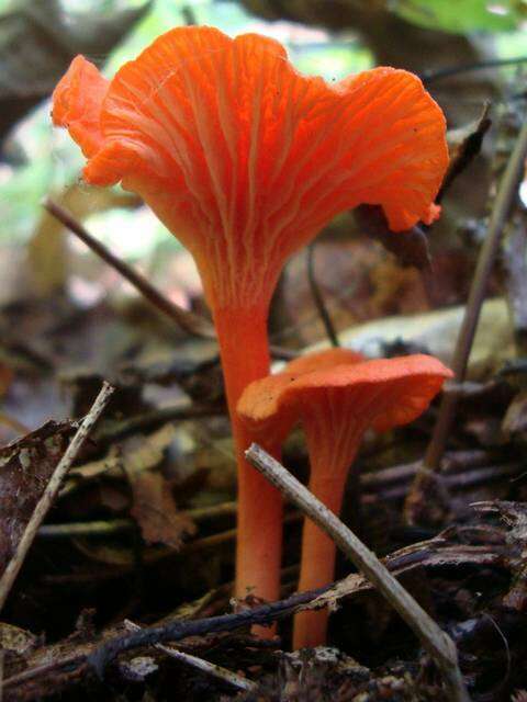 Cantharellus cinnabarinus (Schwein.) Schwein. 1832 resmi