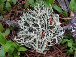 Image of ring lichen