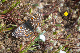 Image of Euphydryas editha bayensis