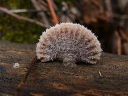 Image of Schizophyllaceae