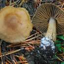 Cortinarius betuletorum M. M. Moser 1967的圖片