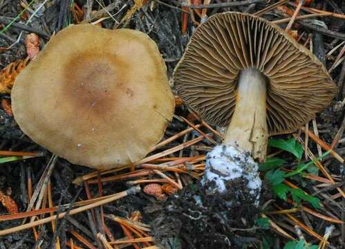 Imagem de Cortinarius betuletorum M. M. Moser 1967