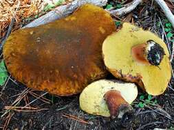 Image of Boletus fibrillosus Thiers 1975