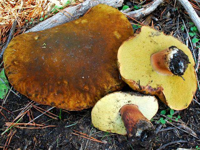 Image of Boletus fibrillosus Thiers 1975