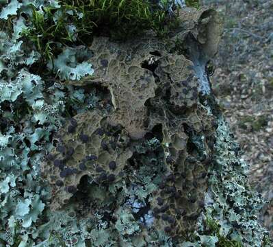 Image of pseudocyphellaria lichen