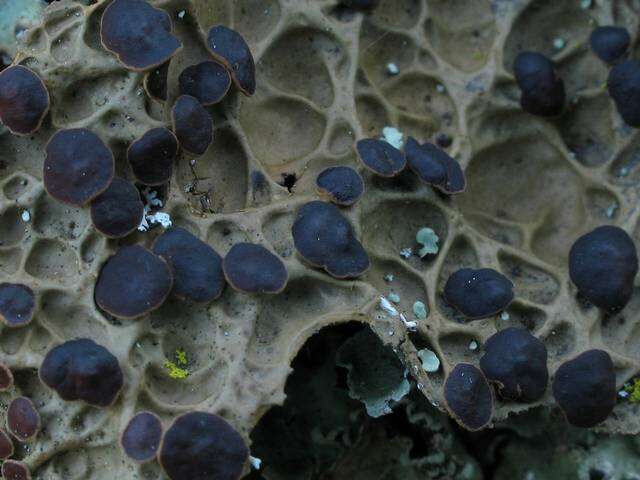 Image of pseudocyphellaria lichen