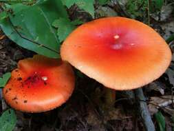 Image of American Caesar's Mushroom