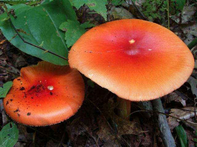 Image of American Caesar's Mushroom