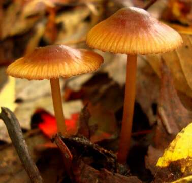 Image of Mycena atkinsoniana A. H. Sm. 1947