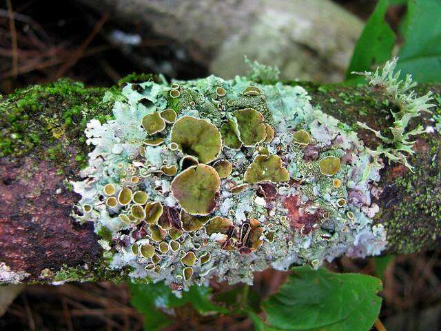 Image of myelochroa lichen