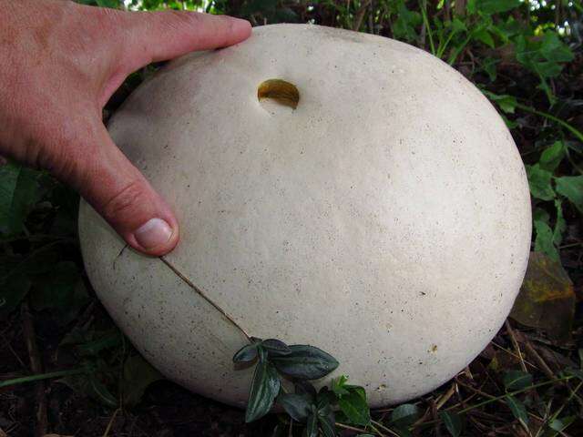 Image of Calvatia