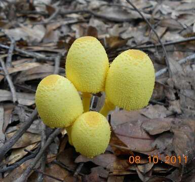 Image of Leucocoprinus