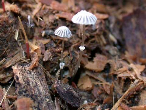 Image de Coprinopsis ephemeroides (DC.) G. Moreno 2010