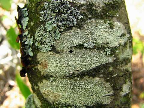 Image of tree crabseye lichen