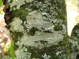 Sivun Ochrolechia arborea (Kreyer) Almb. kuva