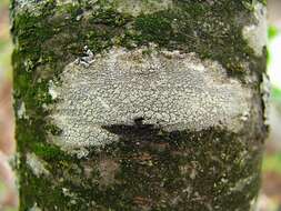 Image of tree crabseye lichen