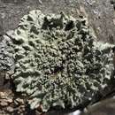 Image of Powder-edge speckled greenshield