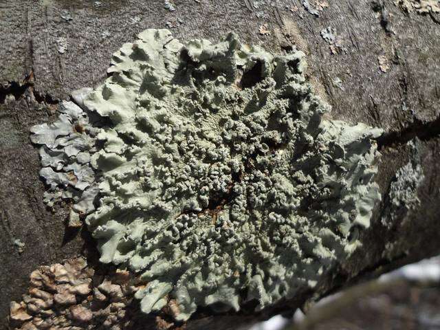 Image of flavopunctelia lichen