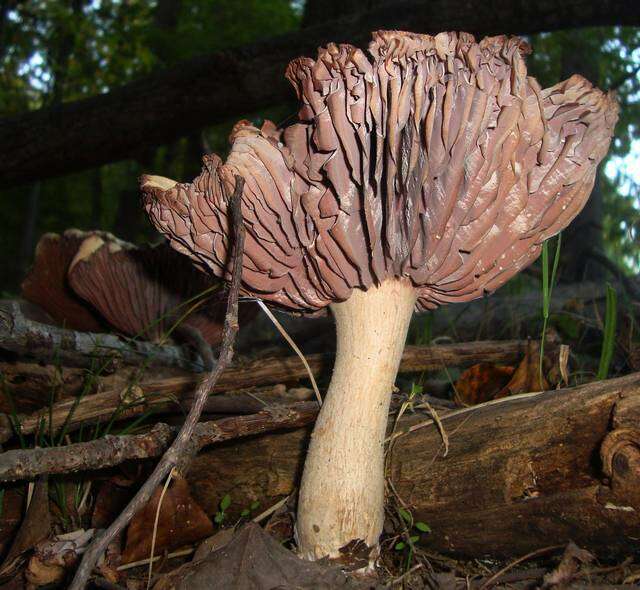 Image de Laccaria ochropurpurea (Berk.) Peck 1897