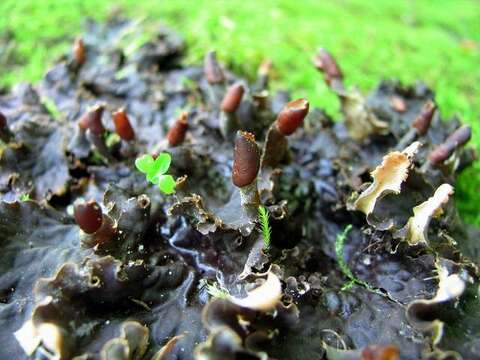 Image of felt lichen