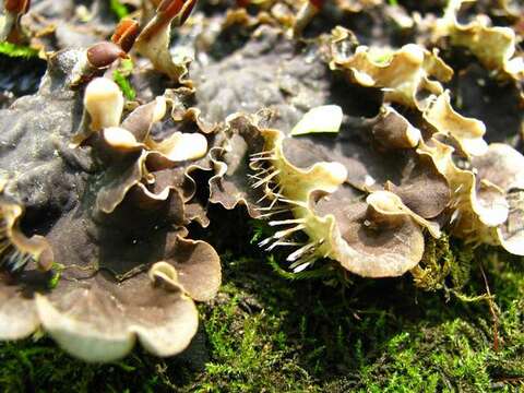 Image of felt lichen