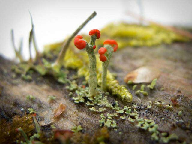 Слика од Cladonia cristatella Tuck.