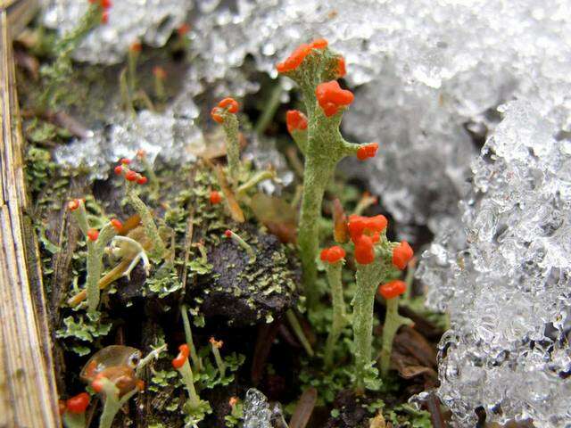 Слика од Cladonia cristatella Tuck.