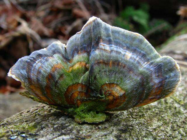 Image of Trametes