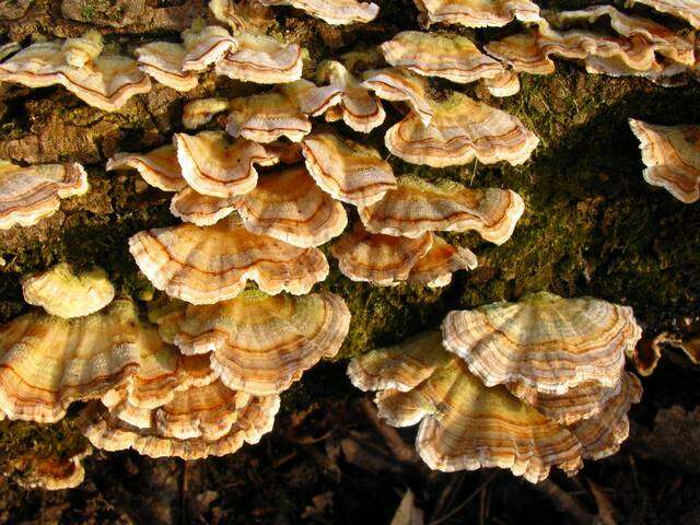 Image of Trametes