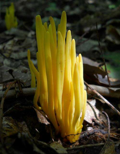 Clavulinopsis resmi