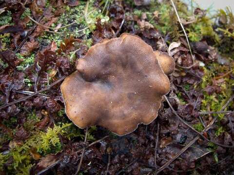 Image de Lentinus