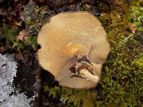 Image of Lentinus