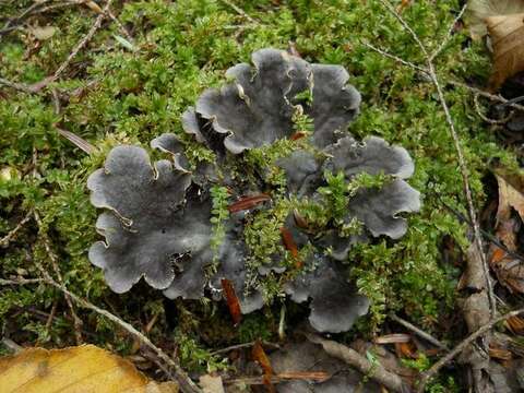 Image of felt lichen