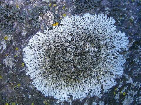 Image of rosette lichen