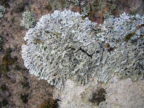 Image of rosette lichen